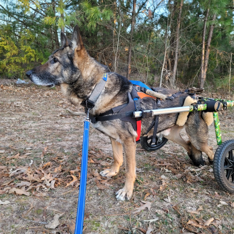 German Shepherd Mark, a former Explosive Patrol Dog, pictured outside in his wheelchair.